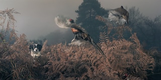 Sample content 2_Dogs