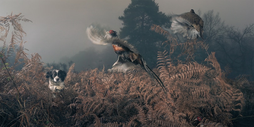 Sample content 2_Dogs