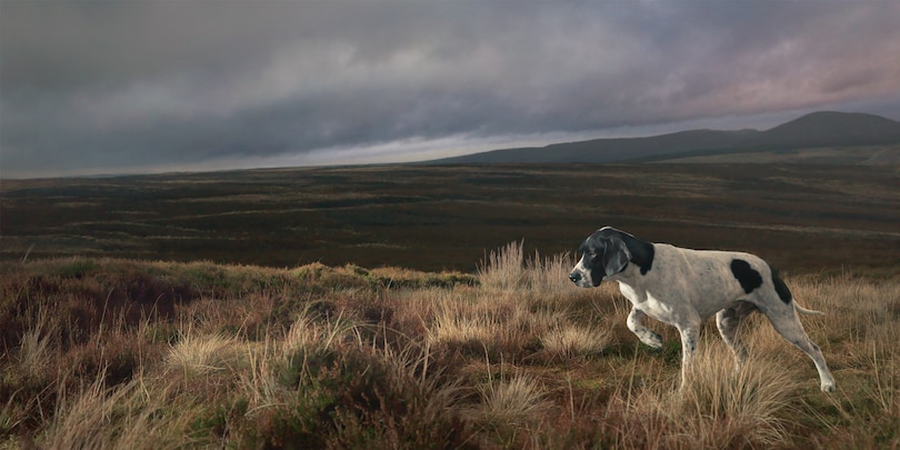 Sample content 3_Dogs