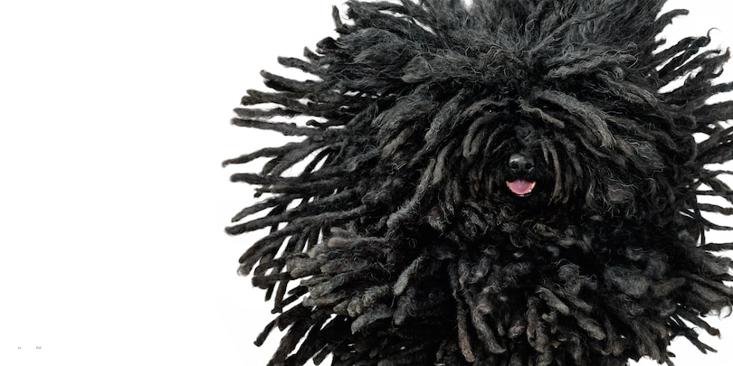 Sample content 5_Dogs