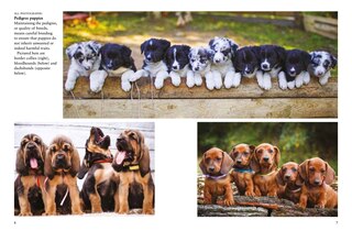 Sample content_Dogs
