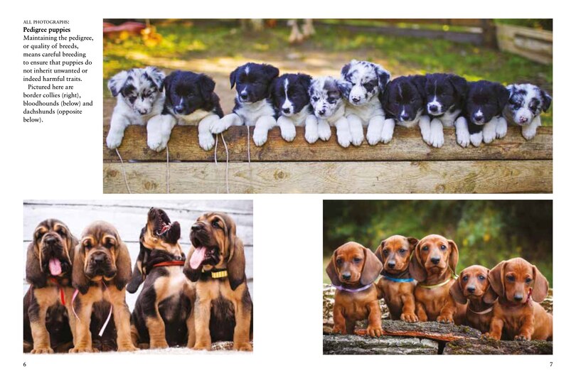 Sample content_Dogs