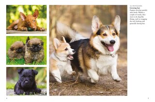 Sample content 2_Dogs