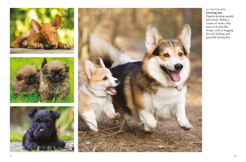 Sample content 2_Dogs