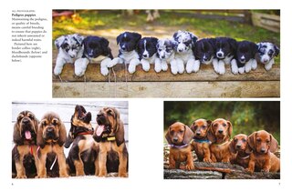 Sample content 3_Dogs