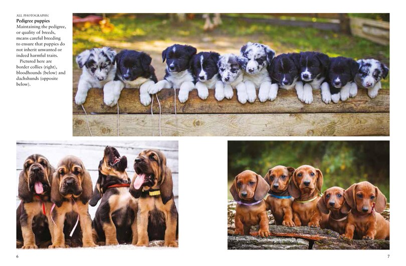 Sample content 3_Dogs