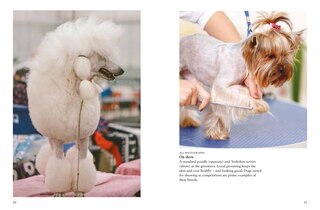 Sample content 4_Dogs