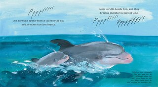 Aperçu du contenu 2_Dolphin Baby!