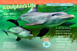 Sample content 2_Dolphins (National Geographic Kids Readers, Level 2)