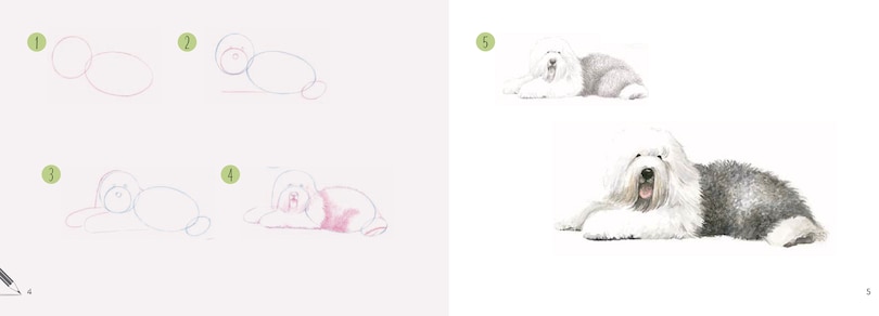 Sample content 3_Draw 30: Dogs