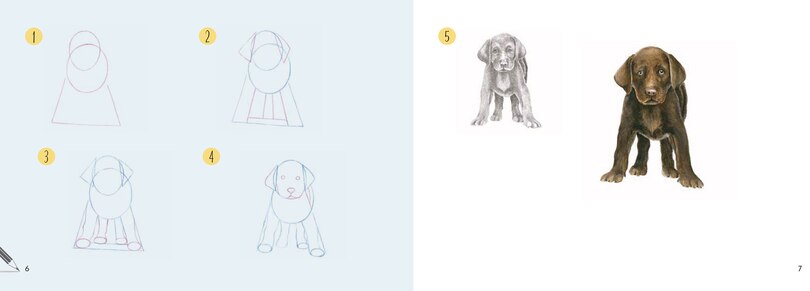 Sample content 4_Draw 30: Dogs