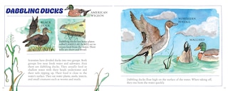Sample content_Ducks! (New & Updated)