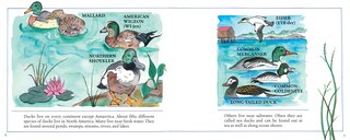 Sample content 2_Ducks! (New & Updated)
