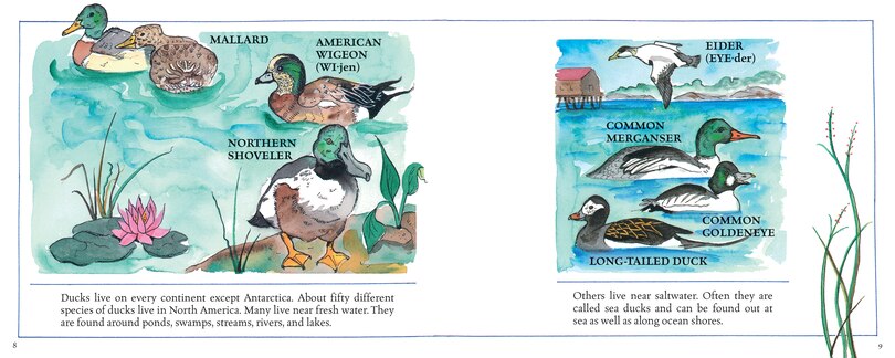 Sample content 2_Ducks! (New & Updated)