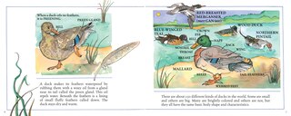 Sample content 3_Ducks! (New & Updated)