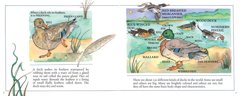 Sample content 3_Ducks! (New & Updated)