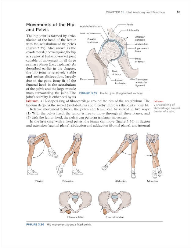 Sample content 3_Dynamic Human Anatomy