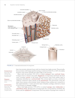 Sample content 4_Dynamic Human Anatomy