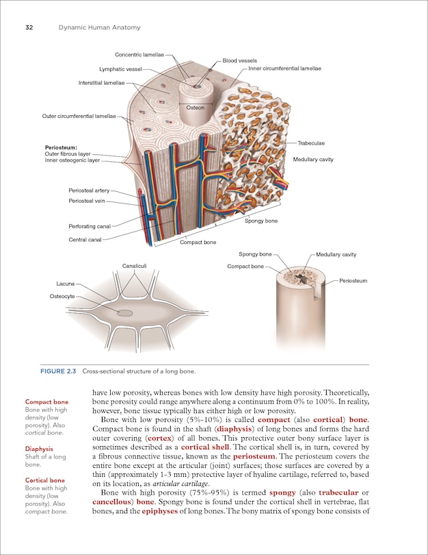 Sample content 4_Dynamic Human Anatomy