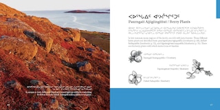 Sample content 3_Edible And Medicinal Arctic Plants