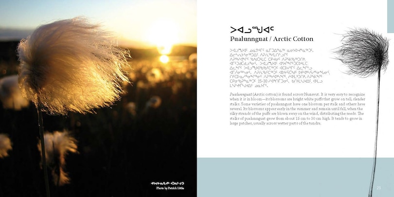 Sample content 4_Edible And Medicinal Arctic Plants