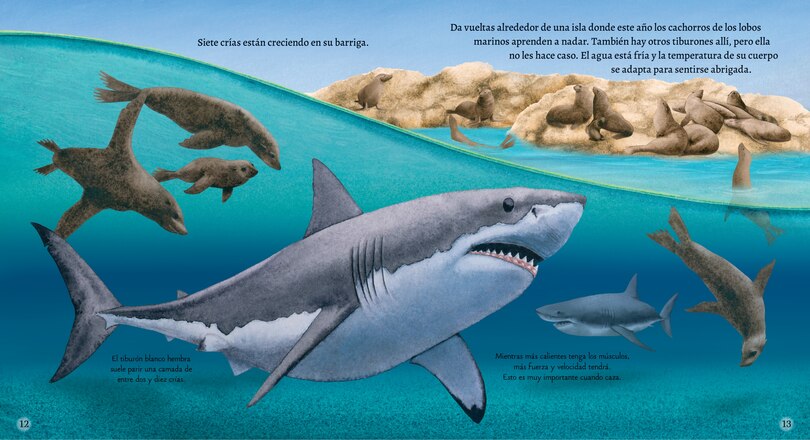 Sample content_El tibur&oacute;n blanco