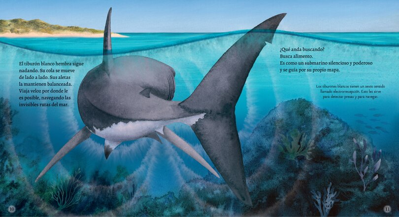 Sample content 2_El tibur&oacute;n blanco