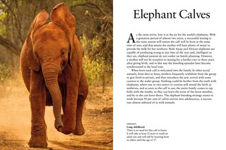Sample content_Elephants