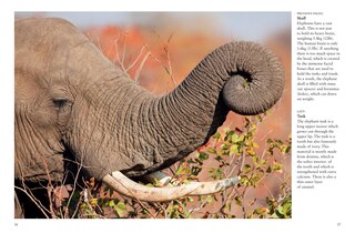 Sample content 2_Elephants