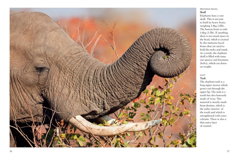 Sample content 2_Elephants