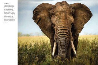 Sample content 3_Elephants