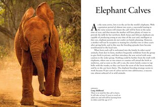 Sample content 4_Elephants