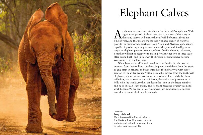 Sample content 4_Elephants