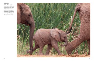 Sample content 5_Elephants