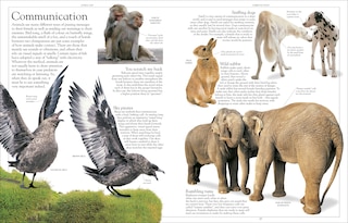 Sample content 3_Encyclopedia Of Animals