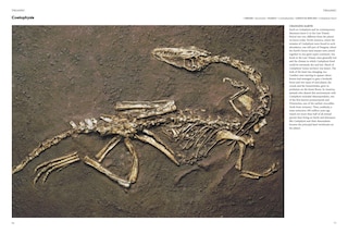 Sample content_Encyclopedia of Dinosaurs