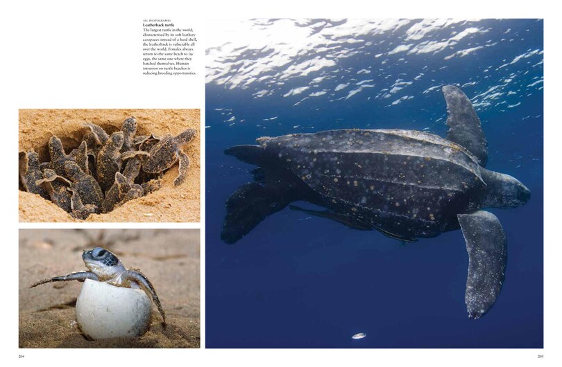 Sample content 2_ENDANGERED ANIMALS