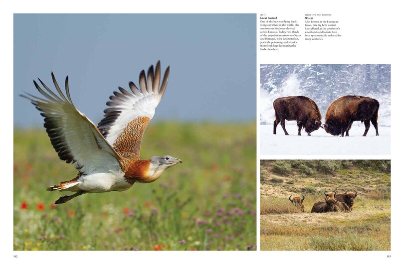 Sample content 3_ENDANGERED ANIMALS