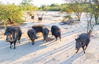 Sample content 5_ENDANGERED ANIMALS