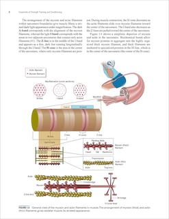 Sample content 4_Essentials of Strength Training and Conditioning