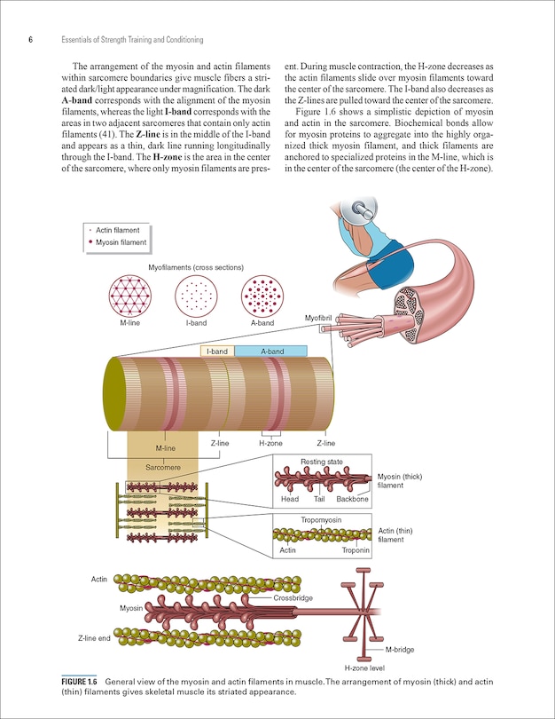 Sample content 4_Essentials of Strength Training and Conditioning