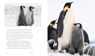 Sample content 2_Every Penguin in the World