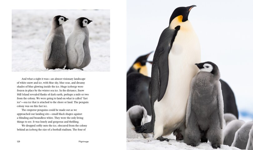Sample content 2_Every Penguin in the World