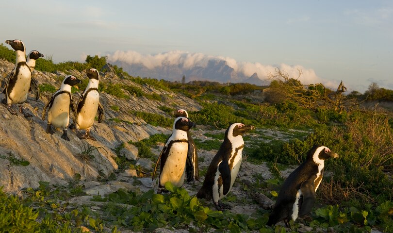 Sample content 3_Every Penguin in the World