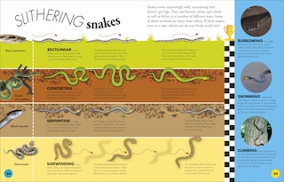 Sample content_Everything You Need to Know About Snakes