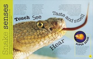 Sample content 2_Everything You Need to Know About Snakes