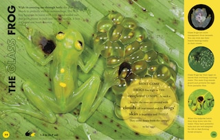 Aper&ccedil;u du contenu 2_Everything You Need To Know About Frogs And Other Slippery Creatures