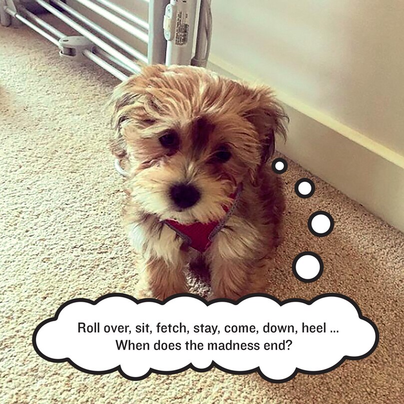 Sample content_Existential Dogs