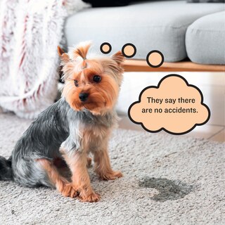 Sample content 3_Existential Dogs