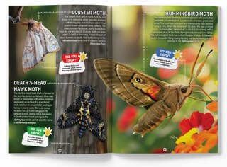 Aper&ccedil;u du contenu_Explore Fantastic World of Insects And Bugs Picture Encyclopedia